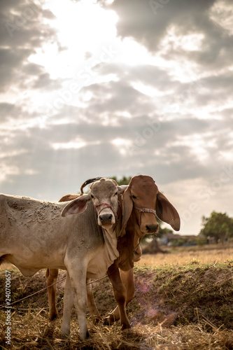 cow in field