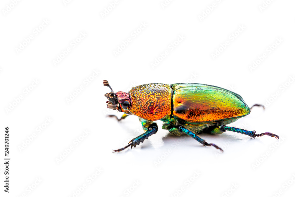 Fototapeta premium Christmas beetle (Scarabaeidae) isolated on white background