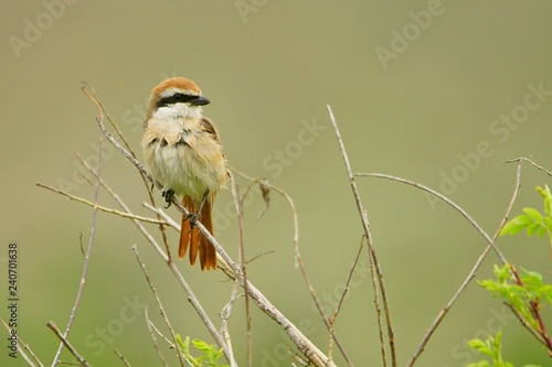 Turkestan Shrike / Lanius phoenicuroides photo