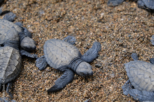 Baby Leatherback