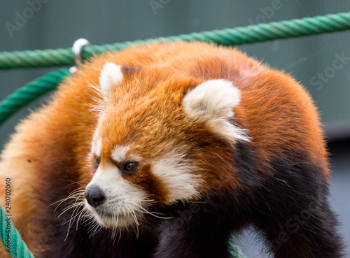 Close up Red Panda or Lesser panda (Ailurus fulgens) on small wood rope bridge. photo