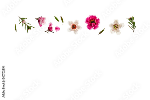 closeup of pink and white manuka flowers with copy space below © Patrik Stedrak