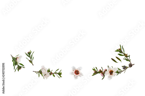 isolated white manuka flowers and twigs on white background with copy space above