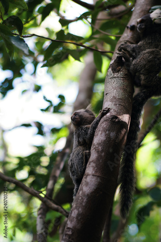 Monkey on a tree © Reto