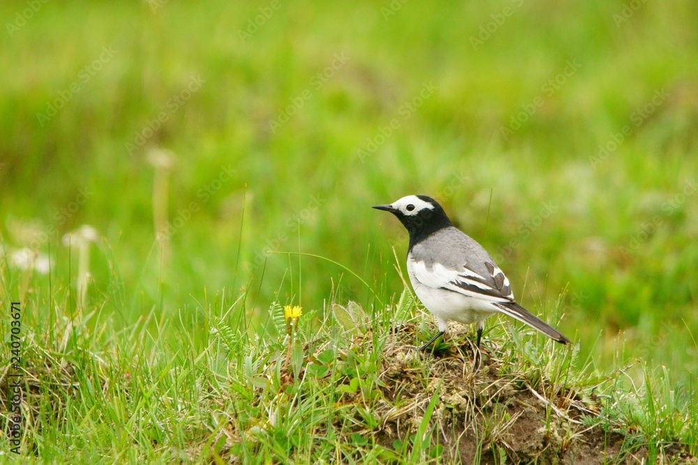 Masked Wagtail - Motacilla personata Masked Wagtail - Motacilla personata