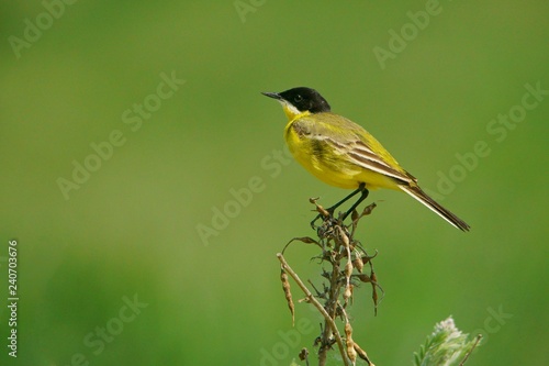 Blue-headed Wagtail / Motacilla flava (feldegg)