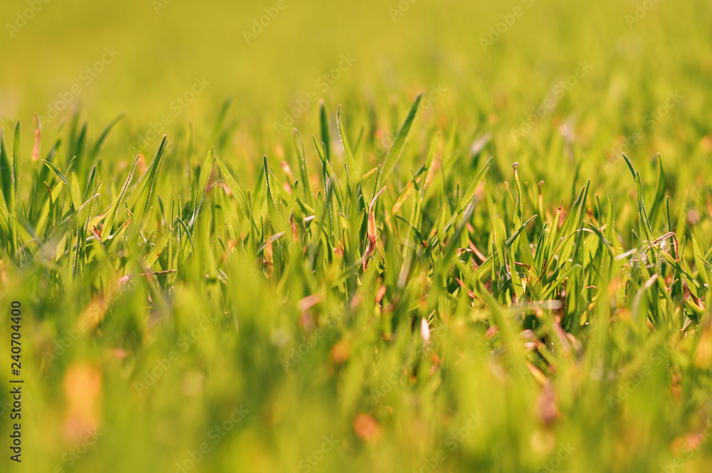 Background of green grass in the foreground and pinky in the background