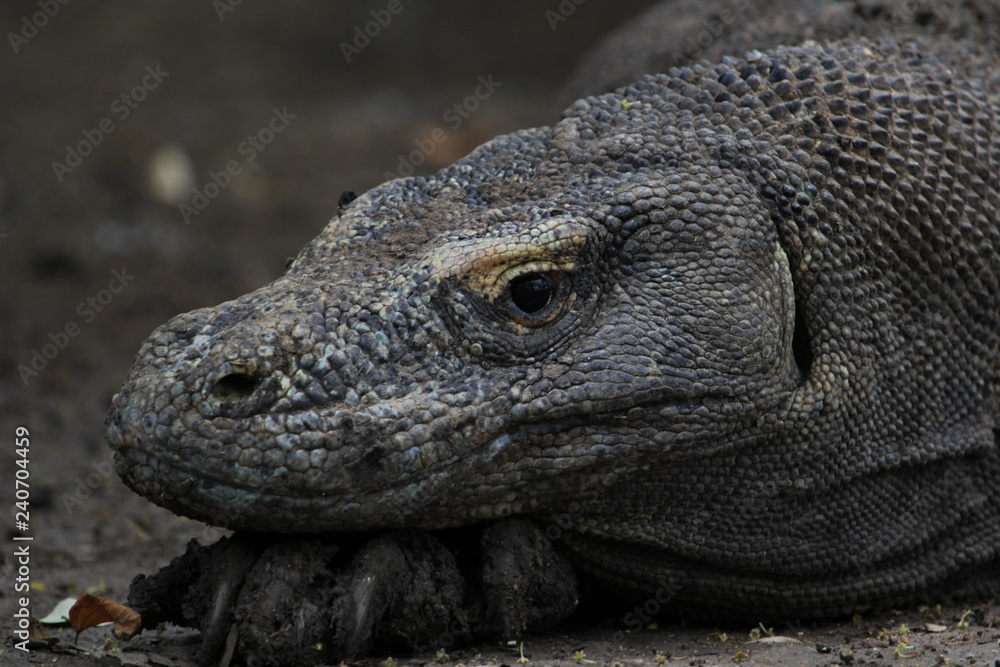 Obraz premium Dragon Komodo