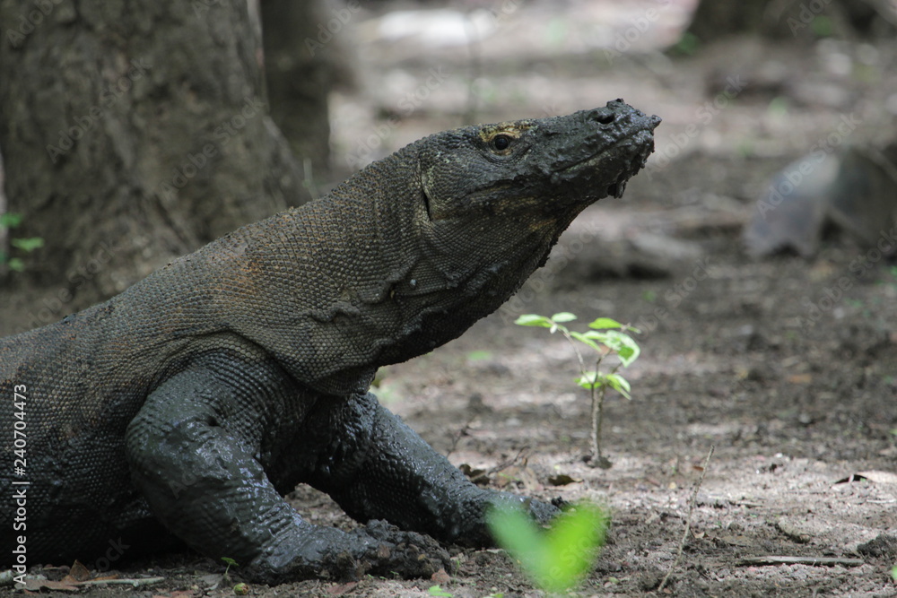 Obraz premium Dragon Komodo