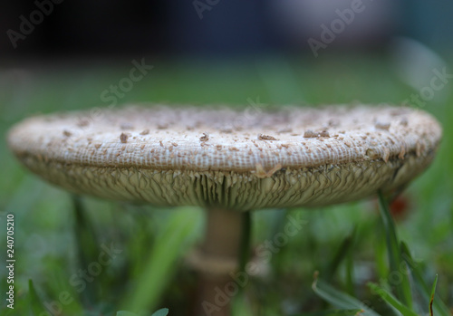 Succulent mushroom profile