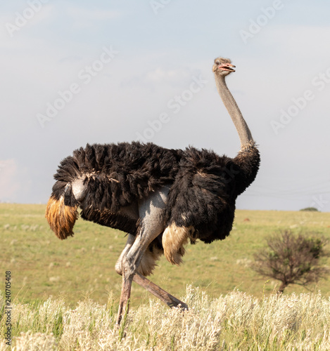 Large male ostrich 