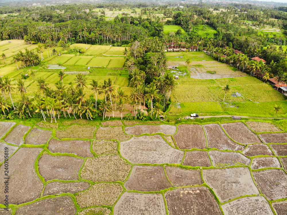 Oblique view of Terraced Rice Paddy fields in Ubud, Bali Oblique view of Terraced Rice Paddy fields in Ubud, Bali