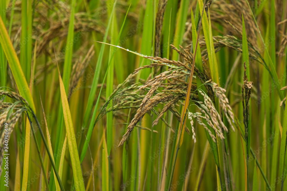 Rice paddy field in harverting season. Closeup of yellow paddy rice field autumn. Royalty high-quality stock video footage of beautiful yellow rice fields prepare the harvest at Northwest Vietnam Rice paddy field in harverting season. Closeup of yellow paddy rice field autumn. Royalty high-quality stock video footage of beautiful yellow rice fields prepare the harvest at Northwest Vietnam