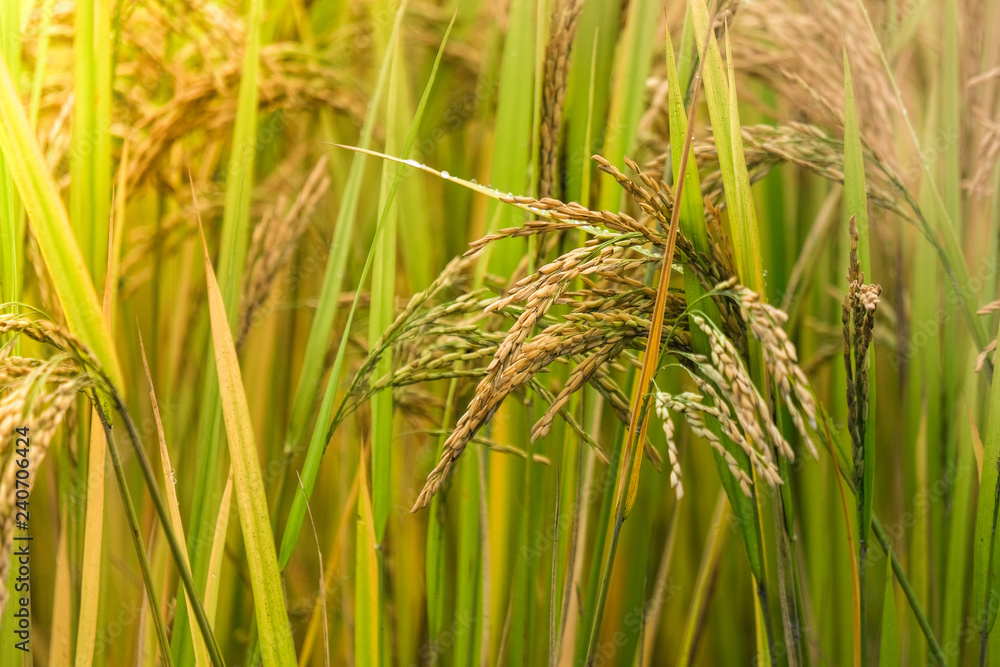 Rice paddy field in harverting season. Closeup of yellow paddy rice field with green leaf in autumn. Royalty high-quality free stock image of ripe rice fields. Paddy rice fields prepare harvest Rice paddy field in harverting season. Closeup of yellow paddy rice field with green leaf in autumn. Royalty high-quality free stock image of ripe rice fields. Paddy rice fields prepare harvest