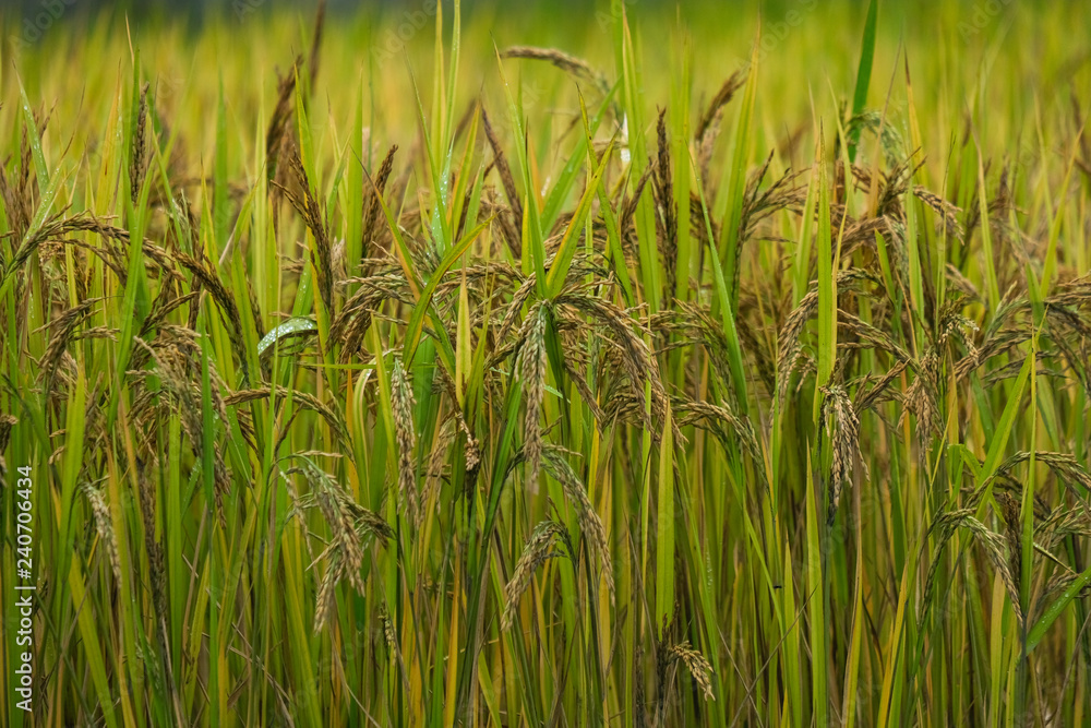 Obraz premium Rice paddy field in harverting season. Closeup of yellow paddy rice field autumn. Royalty high-quality stock photo image of yellow rice fields prepare harvest with blur background for design