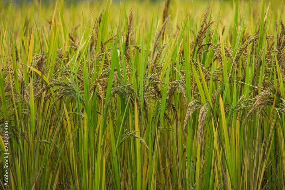 Rice paddy field in harverting season. Closeup of yellow paddy rice field with green leaf in autumn. Royalty high-quality free stock image of ripe rice fields. Paddy rice fields prepare harvest Rice paddy field in harverting season. Closeup of yellow paddy rice field with green leaf in autumn. Royalty high-quality free stock image of ripe rice fields. Paddy rice fields prepare harvest
