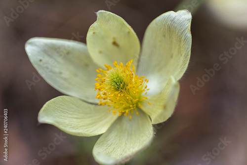 The blossomed flower buttercup.
