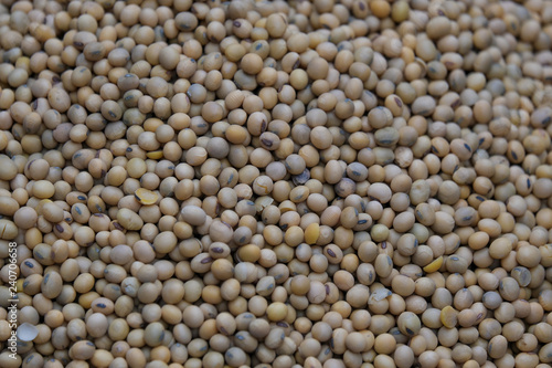 Soya bean seed  soybeans or Glycine max. Royalty high-quality free stock image heap of Soya bean seed  soybeans background with copy space.  Soy bean is very nutritious