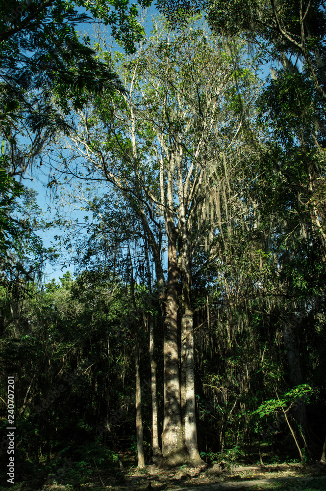 Fototapeta premium trees in the forest