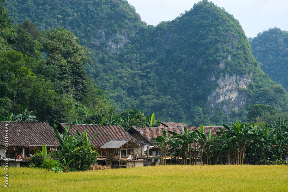 Vietnam traditional house in northern Vietnam. Yellow rice field in village, countryside in Vietnam. Royalty high-quality free stock image of yellow rice fields prepare harvest in valley and mountains Vietnam traditional house in northern Vietnam. Yellow rice field in village, countryside in Vietnam. Royalty high-quality free stock image of yellow rice fields prepare harvest in valley and mountains