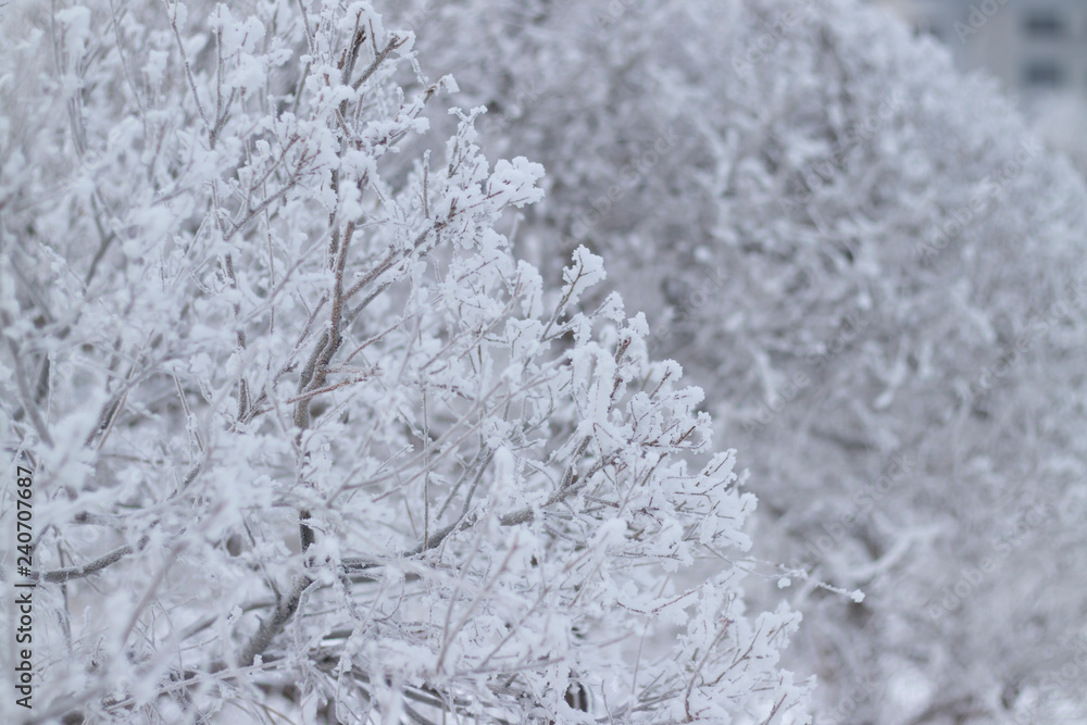 trimmed bushes under snow trimmed bushes under snow