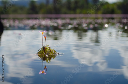 lake and flower