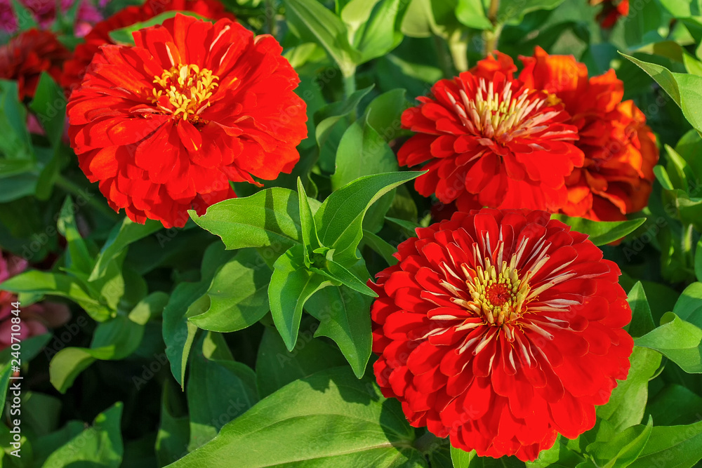Close up of Red Flowers Common Zinnia Close up of Red Flowers Common Zinnia