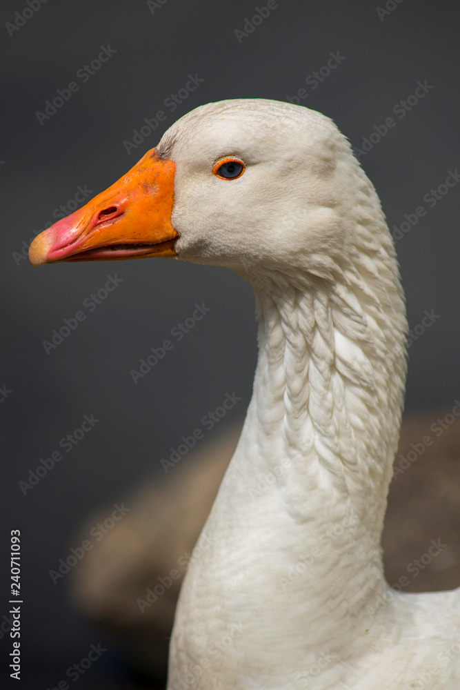 A close up to the head and neck of a goose A close up to the head and neck of a goose