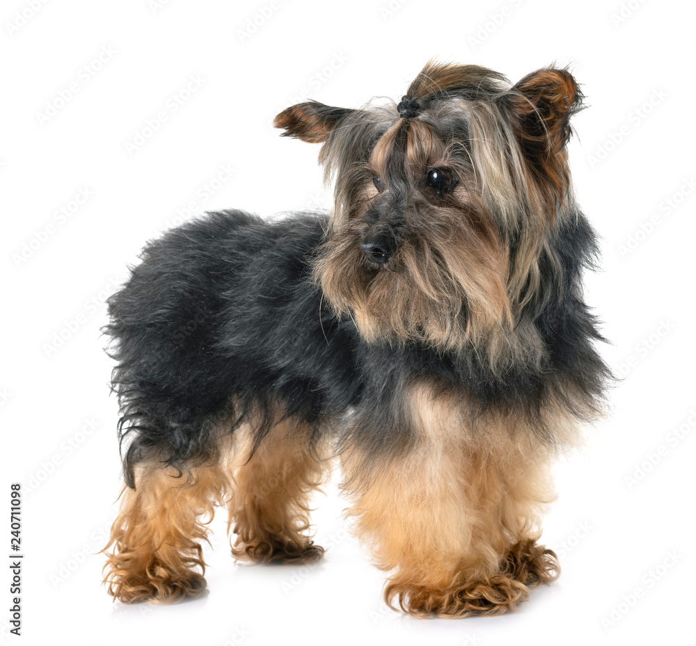 yorkshire terrier in studio