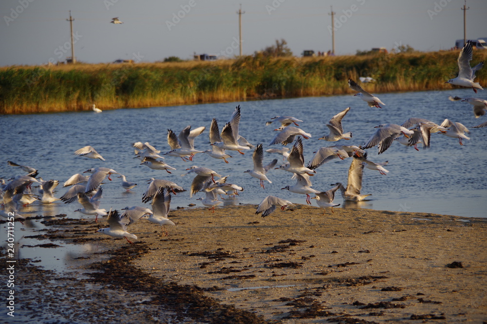 Estuary landscape with birds 