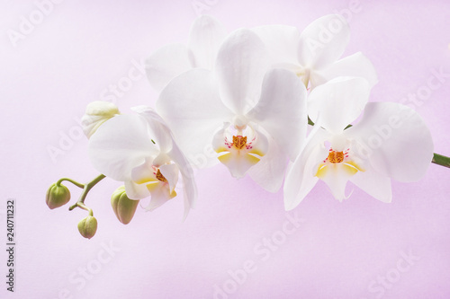 White Orchid flowers on pink background. concept Valentine's day