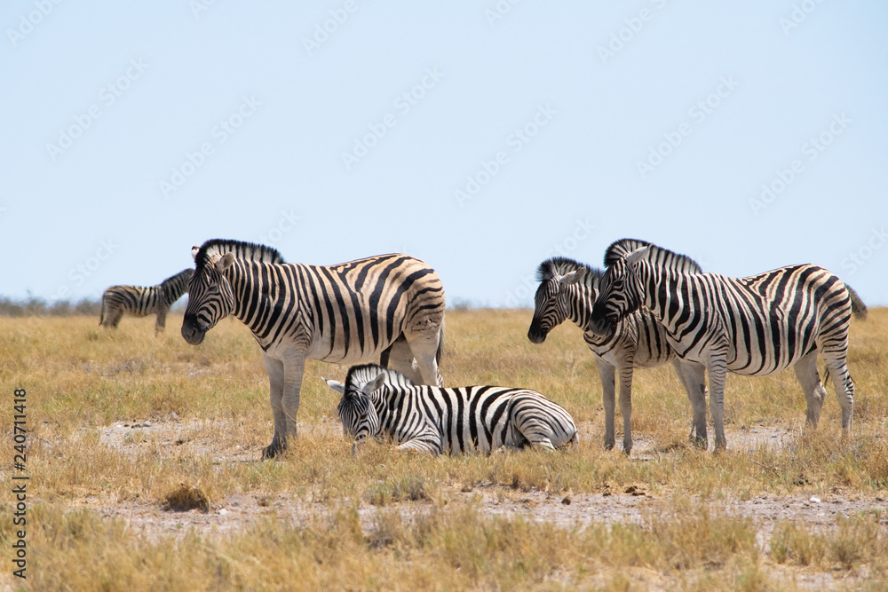 Obraz premium 2018-10 Namibia