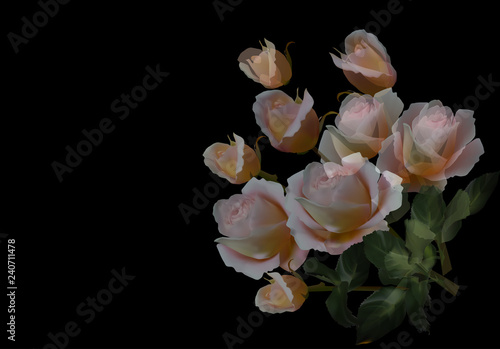 bunch of large light pink roses on black