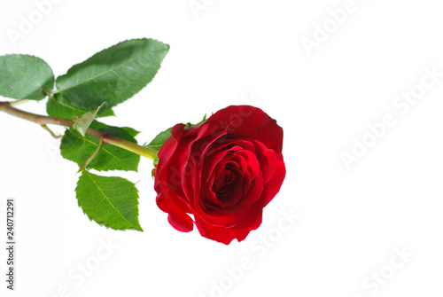 Red rose on light. Isolated on white