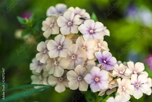 Flower gentle begonia.