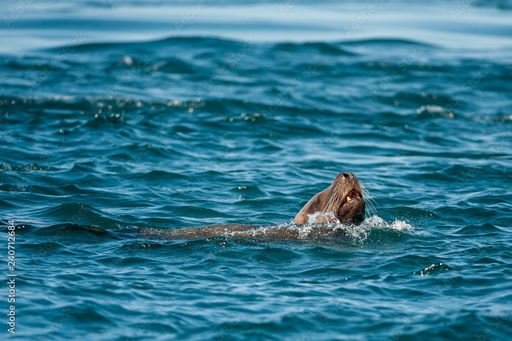 Fototapeta premium Steller's Sea Lion (Eumetopias jubatus) in Broughton Archipelago Provincila Park