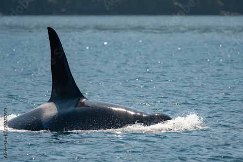 Killer Whale (Orcinus orca) in Broughton Archipelago Provincial Park © salparadis