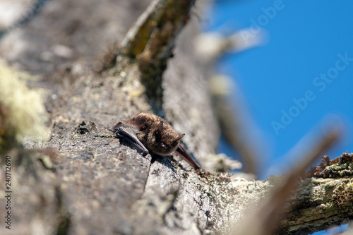 Little Brown Bat (Myotis lucifugus), Vancouver Island