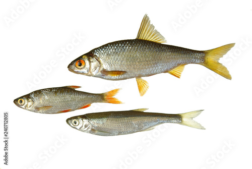Different types of river fish on light. Roach. Isolated on white