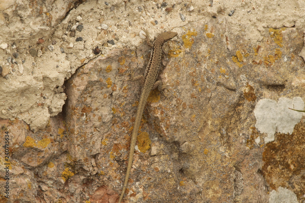 Balkan wall lizard (or Podarcis tauricus) on rock. It's a common lizard in the family Lacertidae native to south eastern Europe and Asia Minor. Balkan wall lizard (or Podarcis tauricus) on rock. It's a common lizard in the family Lacertidae native to south eastern Europe and Asia Minor.