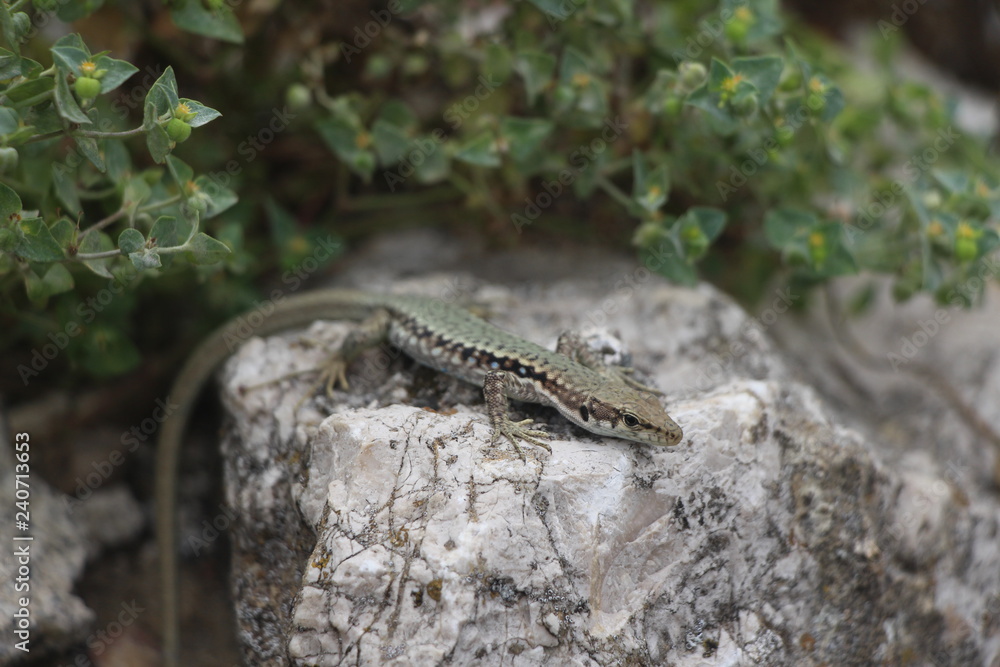 Balkan wall lizard (or Podarcis tauricus) on rock. It's a common lizard in the family Lacertidae native to south eastern Europe and Asia Minor. Balkan wall lizard (or Podarcis tauricus) on rock. It's a common lizard in the family Lacertidae native to south eastern Europe and Asia Minor.