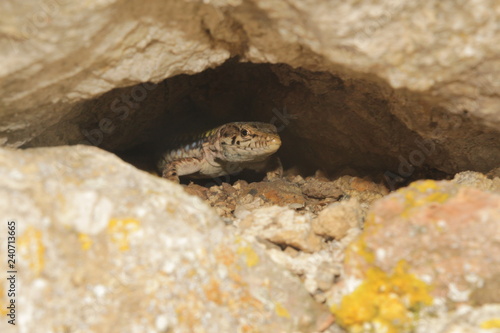 Balkan wall lizard  or Podarcis tauricus  in crack in rock. It s a common lizard in the family Lacertidae native to south eastern Europe and Asia Minor.