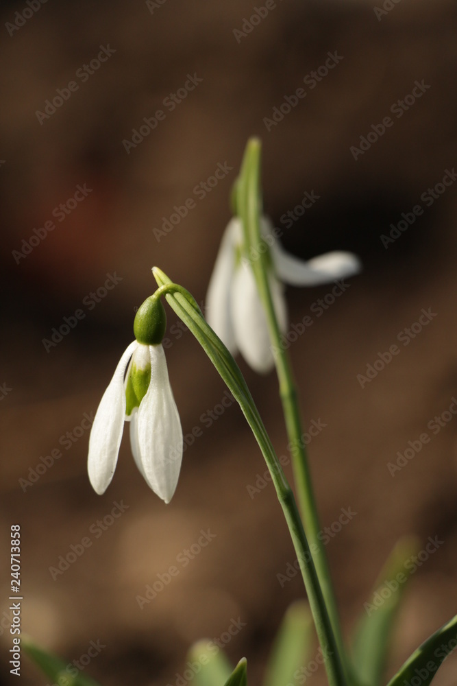 View on snowdrops (galanthuses) in park View on snowdrops (galanthuses) in park