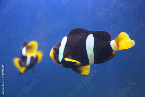 View on Amphiprion clarkii, known commonly as Clark's anemonefish and yellowtail clownfish. The sea anemone protects the clownfish from predators, as well as providing food. photo