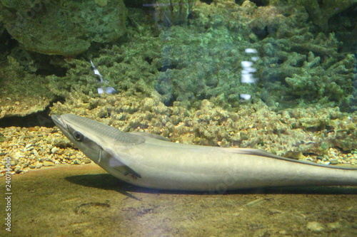 Obraz na plátně View on slender suckerfish or lousefish (Phtheirichthys lineatus)