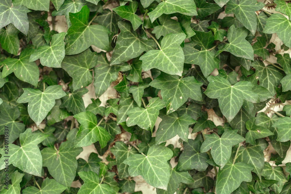 A wall of common ivy. Usuable as a background or texture. Also known as european ivy A wall of common ivy. Usuable as a background or texture. Also known as european ivy
