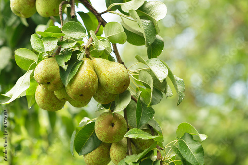 Pear fruit on the tree in the fruit garden