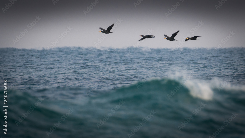 Cormorants in the wild sea environment- Israel