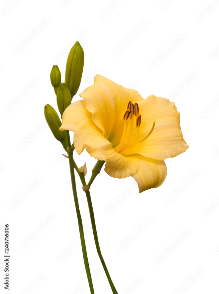 Naklejka premium light hemerocallis on a white background