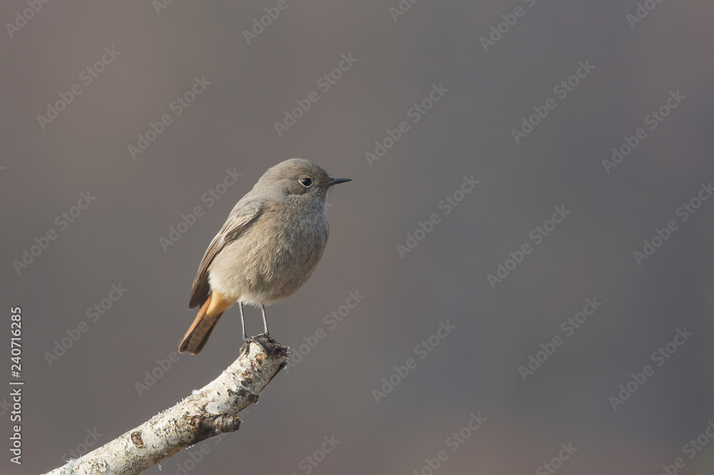 Codirosso spazzacamino femmina (Phoenicurus ochruros) Codirosso spazzacamino femmina (Phoenicurus ochruros)